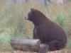blackbear0s.jpg