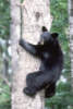 blackbear10s.jpg