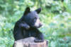 blackbear14s.jpg