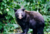 blackbear16
