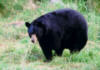 blackbear17