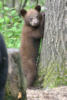 blackbear18