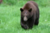 blackbear19