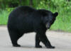 blackbear20