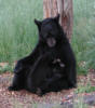 blackbear21