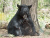 blackbear22