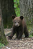 blackbear24