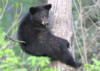 blackbear25
