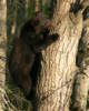 blackbear27