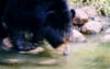 blackbear28