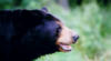 blackbear29