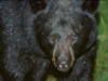 blackbear2s.jpg