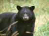 blackbear30