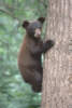 blackbear4s.jpg