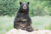 blackbear5s.jpg