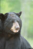 blackbear6s.jpg