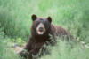 blackbear8s.jpg
