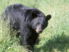 blackbear9s.jpg