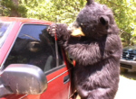 break_into_car