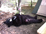 fed_bear_dead_bear
