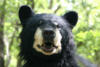 byronbear2