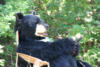 byronbear3