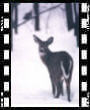 wild13