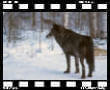 wild25